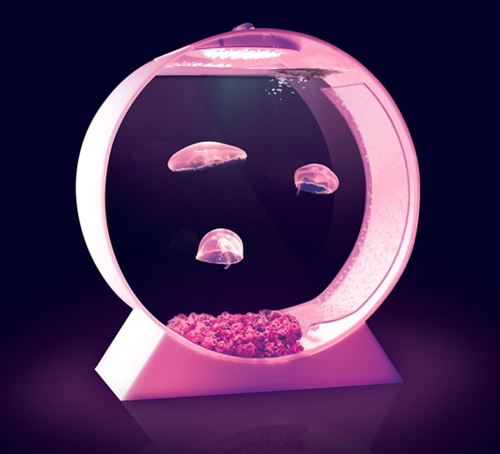 jellyfish tank