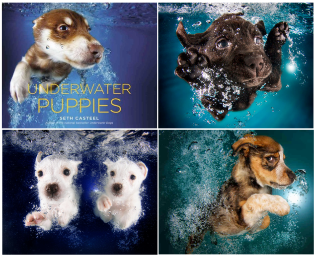 Underwater Puppies