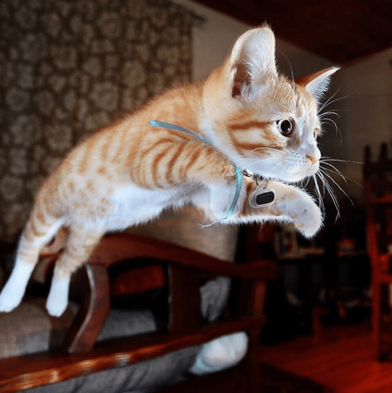 Poof Pet Activity Tracker